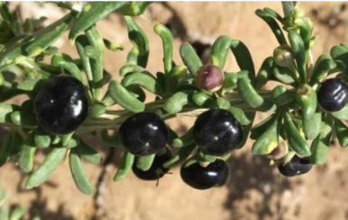 女吃黑枸杞淡斑抗皺，男吃黑枸杞提高性功能！